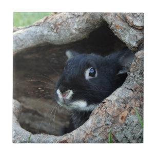 Black Rabbit in Hollow of a Tree Tile