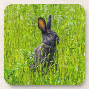 Black rabbit in the grass hard plastic coasters