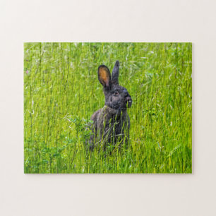 Black rabbit in the grass photo puzzle