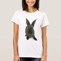 black rabbit