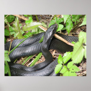 Black Racer Sunning Poster
