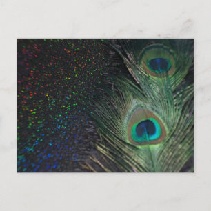 Black Rainbow Peacock Postcard
