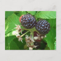 Black Raspberries Postcard
