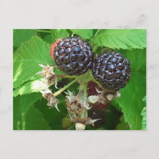 Black Raspberries Postcard