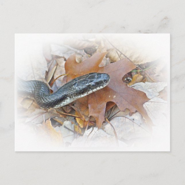 Black Rat Snake - Elaphe obsoleta obsoleta Postcard (Front)