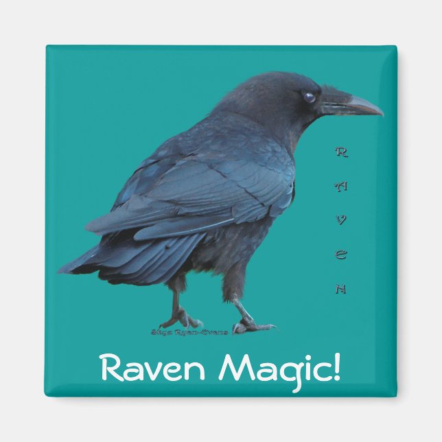 Black Raven Collection III Magnet (Front)