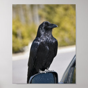 Black Raven - Fine Art Print