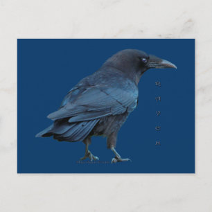 Black Raven III Postcard Series