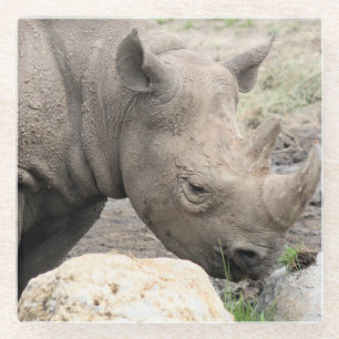 Black rhino  glass coaster