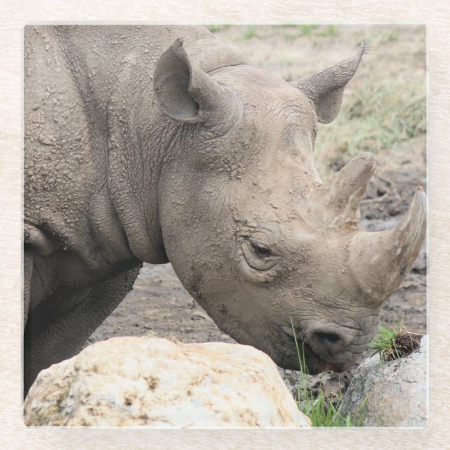Black rhino  glass coaster (Front)