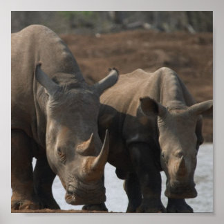 Black Rhino Poster Print