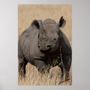 Black Rhino Stare-Down Poster