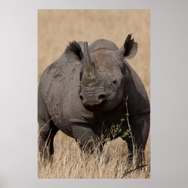 Black Rhino Stare-Down Poster (Front)