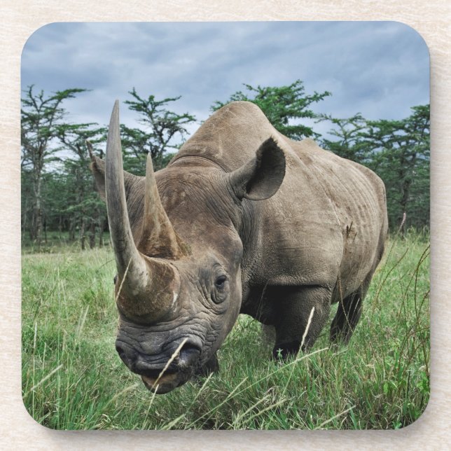 Black Rhinoceros | Kenya Coaster (Front)