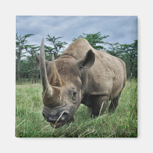 Black Rhinoceros Kenya Magnet