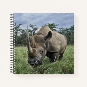 Black Rhinoceros   Kenya Notebook