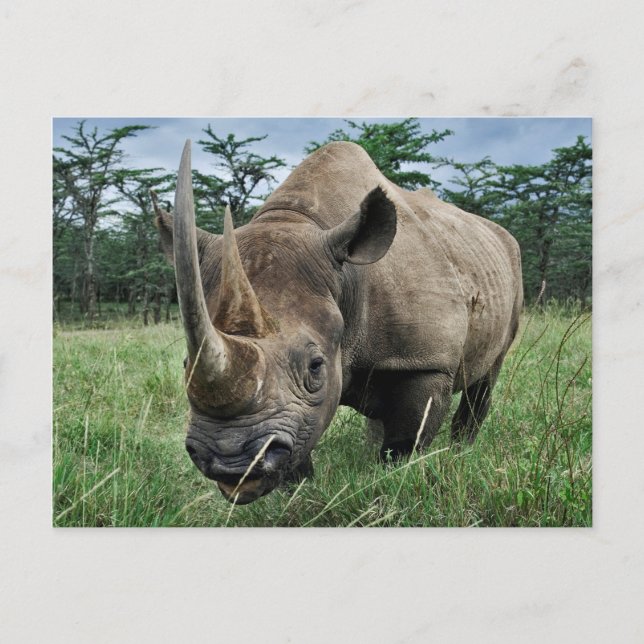 Black Rhinoceros | Kenya Postcard (Front)