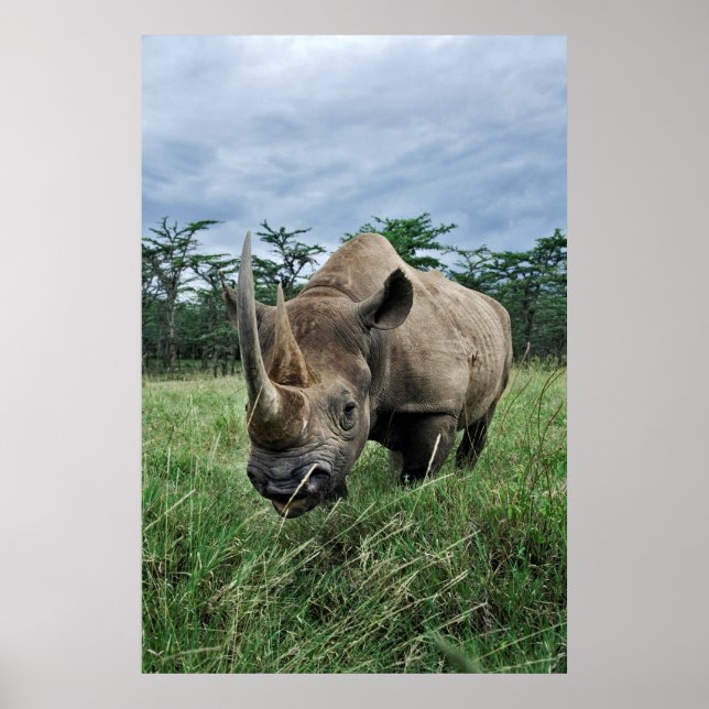 Black Rhinoceros | Kenya Poster (Front)