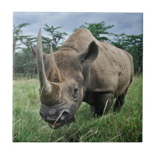 Black Rhinoceros Kenya Tile