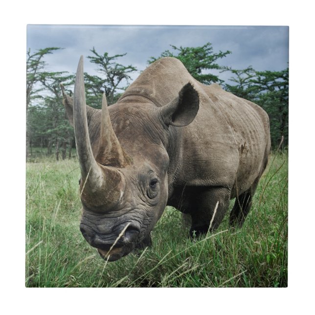 Black Rhinoceros | Kenya Tile (Front)