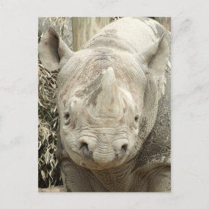Black Rhinoceros Postcard