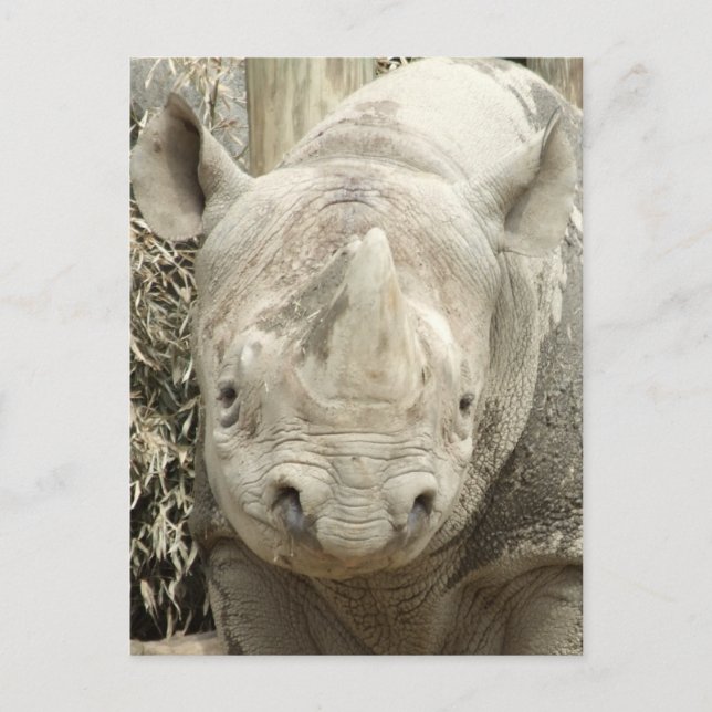 Black Rhinoceros Postcard (Front)