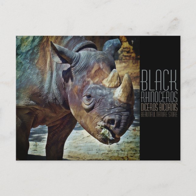 Black Rhinoceros [Postcard] Postcard (Front)