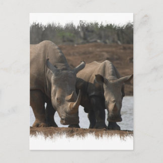 Black Rhinos Postcard