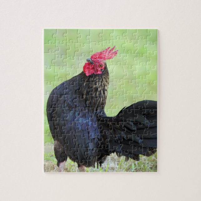 Black Rooster Jigsaw Puzzle (Vertical)