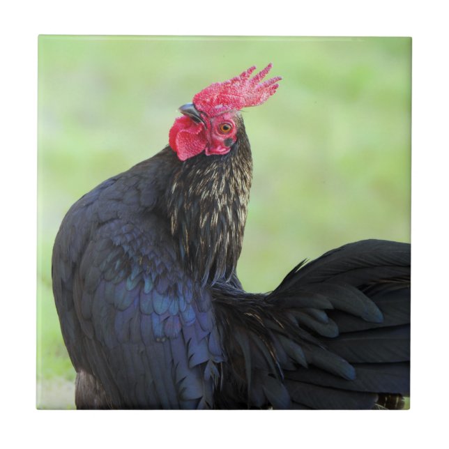 Black Rooster Tile (Front)
