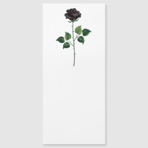 Black rose flower