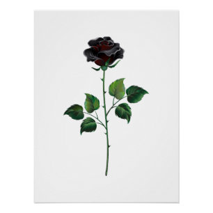 Black rose flower poster