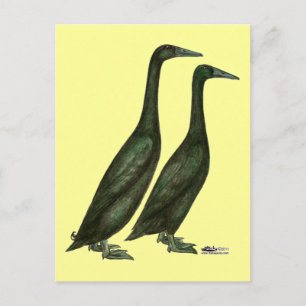 Black Runner Ducks Postcard