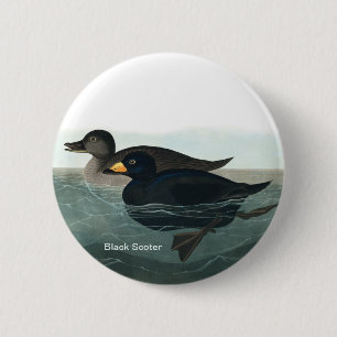 Black Scoter, Audubon Birdwatcher Duck Birder Bird 6 Cm Round Badge