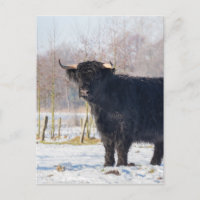 Black scottish highlander cow in winter snow