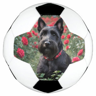 Black Scottish Terrier In The Red Roses, Soccer Ball
