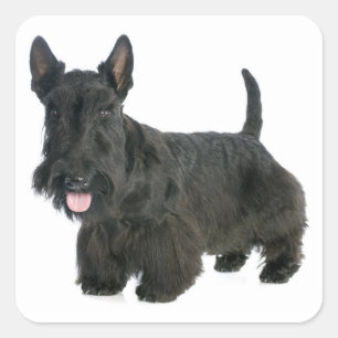 Black Scottish Terrier Puppy Dog Sticker / Seal