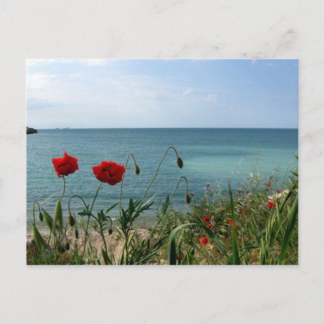 Black Sea and Red Poppies Postcard (Front)