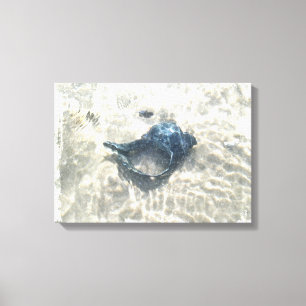 Black Seashell Canvas Print