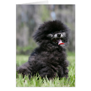 Black Senior Pomeranian