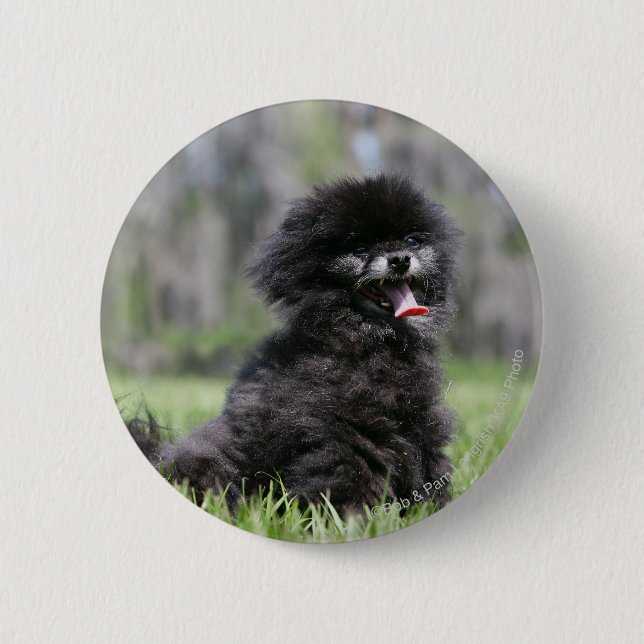 Black Senior Pomeranian 6 Cm Round Badge (Front)