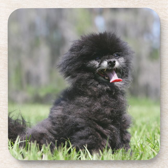 Black Senior Pomeranian Coaster (Front)