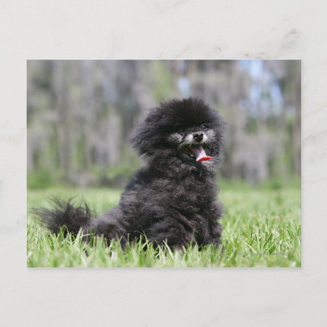 Black Senior Pomeranian Postcard (Front)