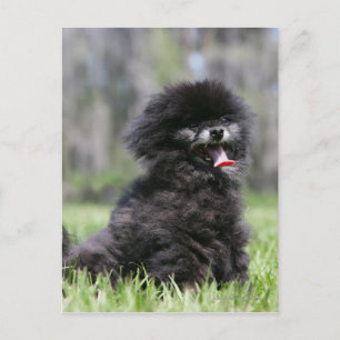 Black Senior Pomeranian Postcard