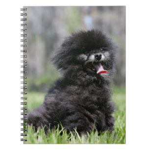 Black Senior Pomeranian Spiral Notebook