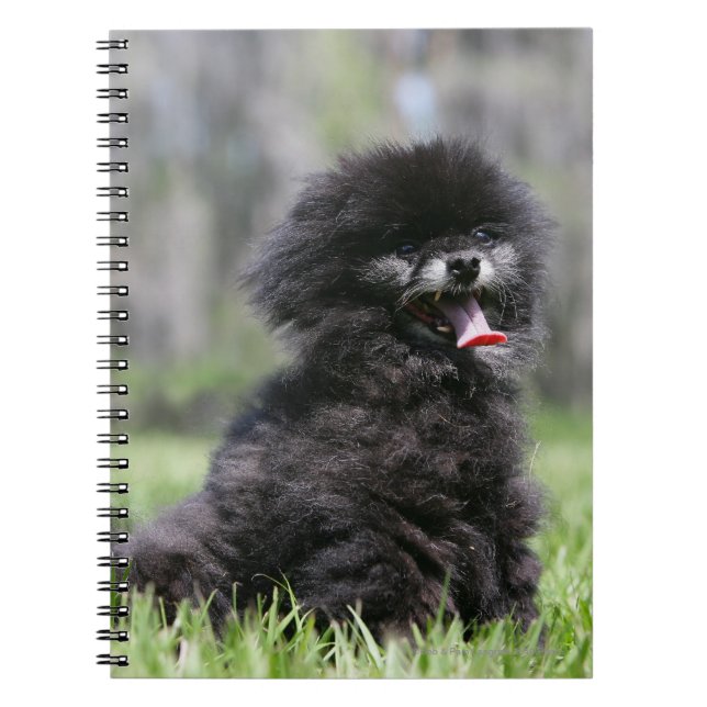 Black Senior Pomeranian Spiral Notebook (Front)