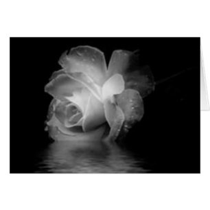 Black Shadow Rose