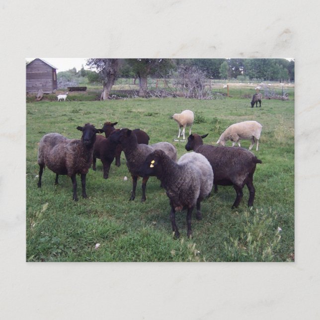 Black Sheep Postcard (Front)
