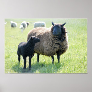 Black Sheep Poster