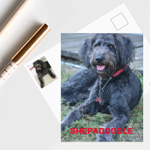 Black Shepadoodle Dog Photographic Postcard